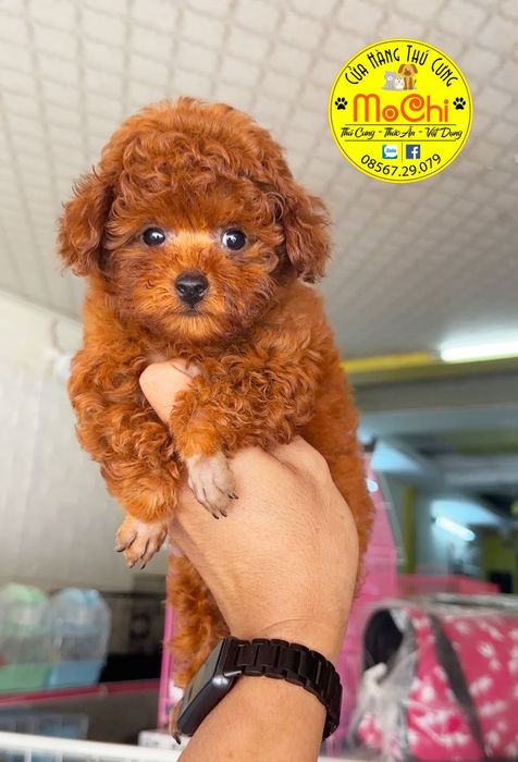 Hình ảnh 1 của Shop Thú Cưng Mochi