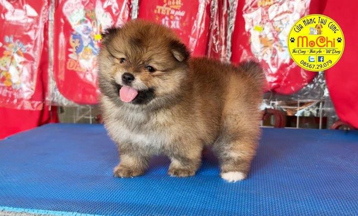 Hình ảnh 2 của Shop Thú Cưng Mochi