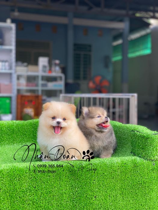 Hình ảnh Tiệm thú cưng Nhân Đoàn 2