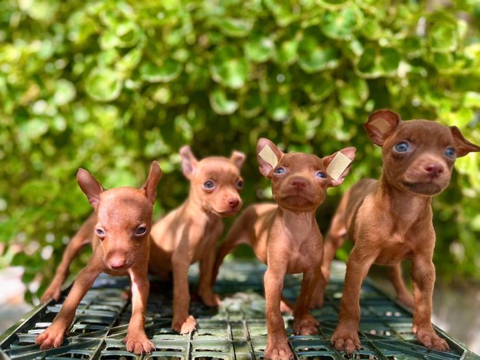 Hình ảnh 2 tại Toàn Pet