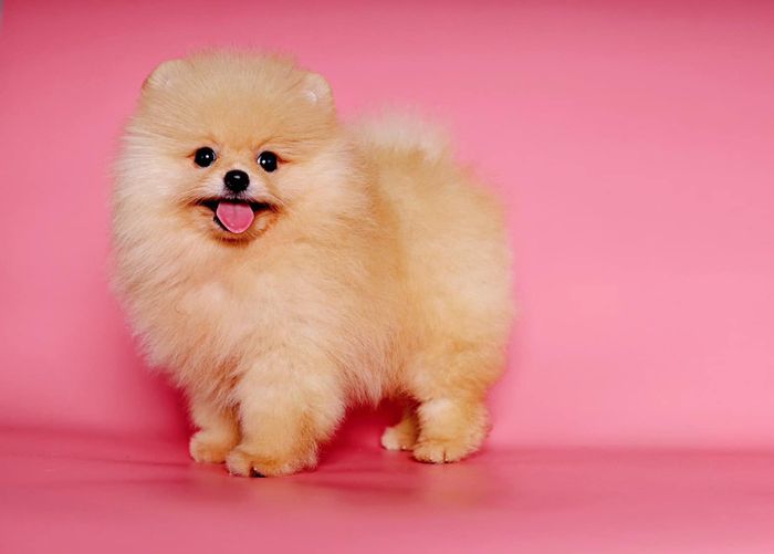 Hình ảnh 1 của Pet Nha Trang