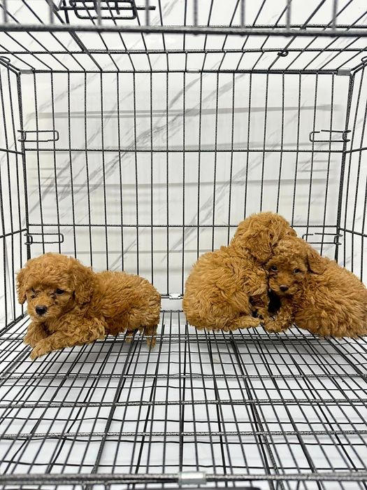 Hình ảnh Be'O PET SHOP 2