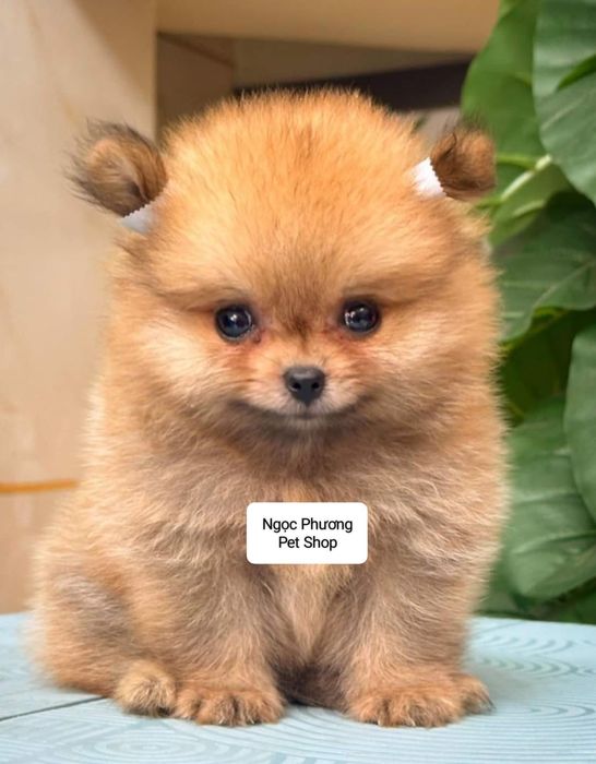 Ảnh 1 của Ngọc Phương Pet Shop