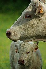 Bò Charolais