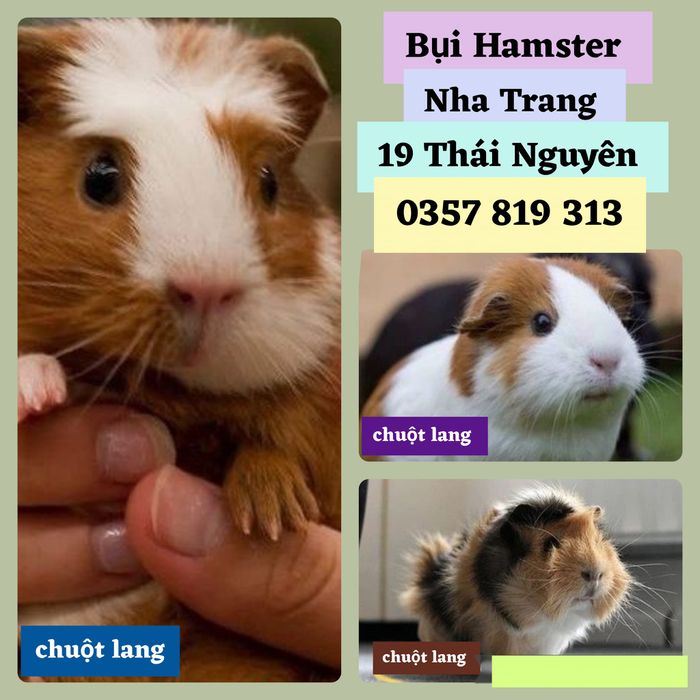 Hình ảnh 1 của BỤI Hamster Nha Trang