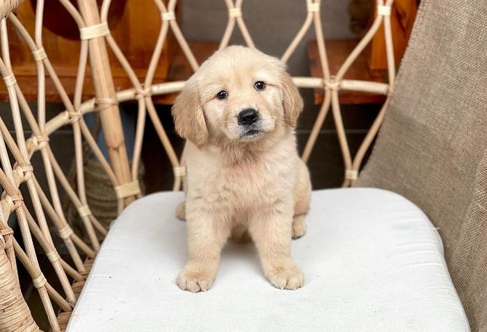 Hình ảnh Lê Trung Pet 1