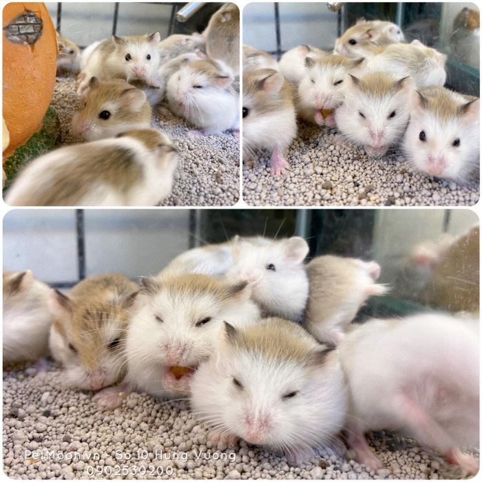 Ảnh của Moon Pet Shop 1