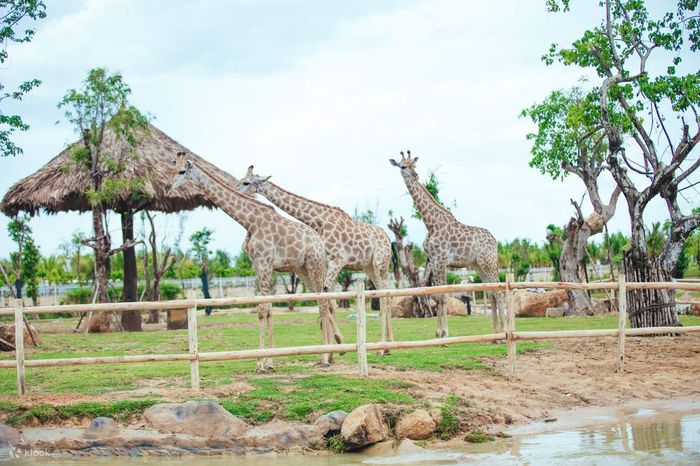 Hình ảnh River Safari Nam Hội An 1
