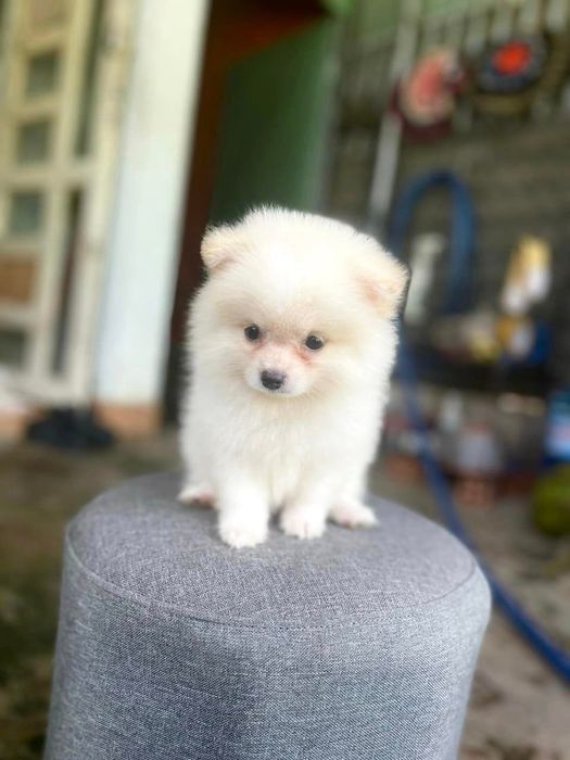 Hình ảnh Be'O PET SHOP 1