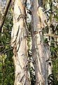 Vỏ cây tràm lá rộng (Melaleuca quinquenervia) có lớp vỏ dễ tách