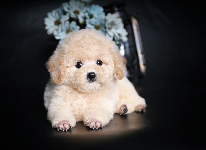 Hình ảnh 2 của Pet Nha Trang