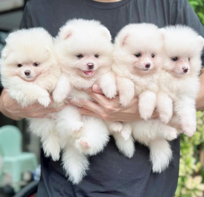 Hình ảnh 1 tại Toàn Pet