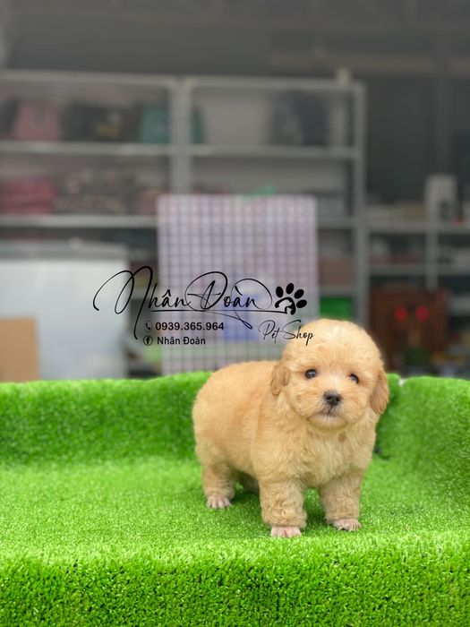 Hình ảnh Tiệm thú cưng Nhân Đoàn 1
