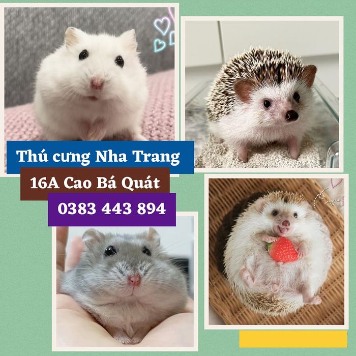 Hình ảnh 2 của Hamster Shop Nha Trang
