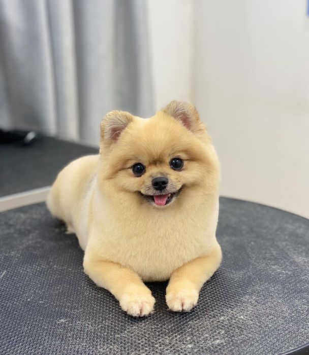Hình ảnh Phòng Khám Thú Y HP Pet Xuyên Mộc 1