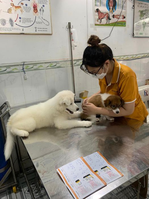 Ảnh 2 của Phòng Khám Thú Y Hoàng Vũ