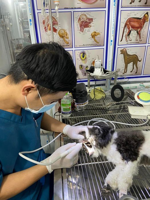 Ảnh của Phòng Khám Thú Y Bi Pet