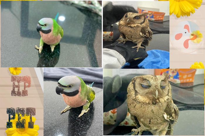 Hình ảnh Bệnh viện Thú Y HP PET Bà Rịa 2