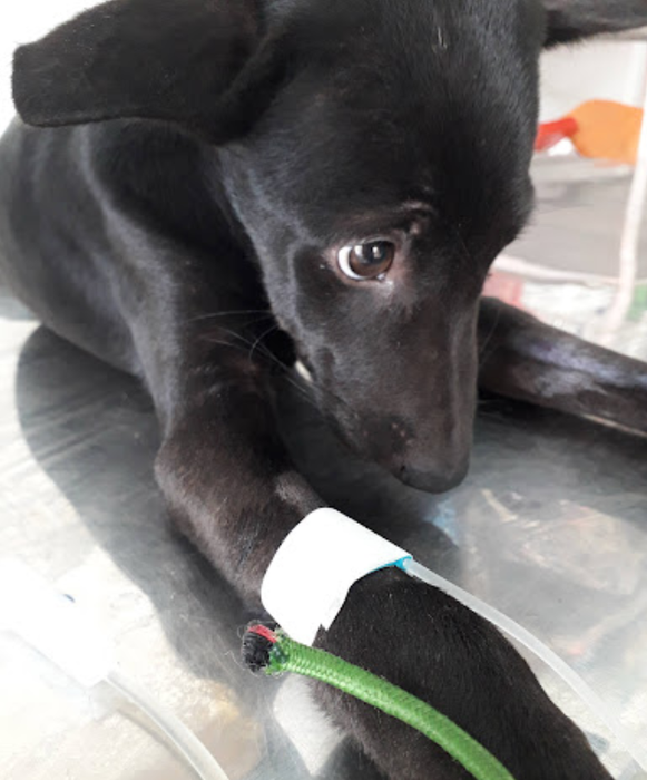 Hình ảnh 1 của Phòng Khám Thú Y Hiếu Quân - HQ PET