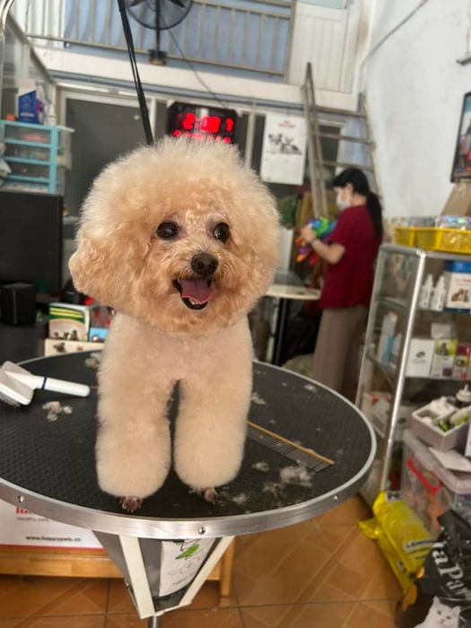 Ảnh 1 của Phòng Khám Thú Y Happy Pets