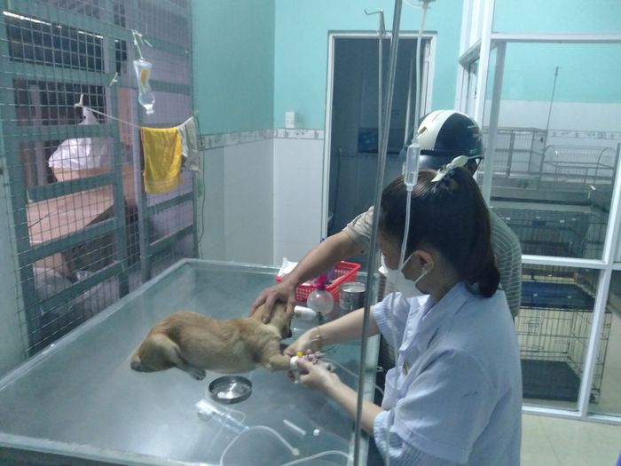 Hình ảnh Phòng khám Thú y Thành Trung 1