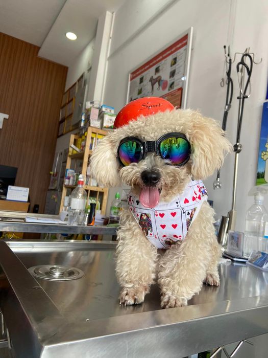 Ảnh 2 của Phòng Khám Thú Y Bi Pet