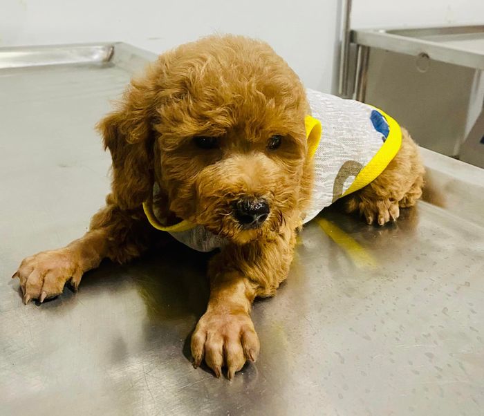 Hình ảnh Phòng Khám Thú Y THÁI HƯNG (PH vet) 1