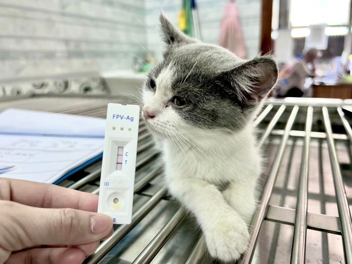 Hình ảnh Phòng Khám Thú Y HP Pet Xuyên Mộc 2