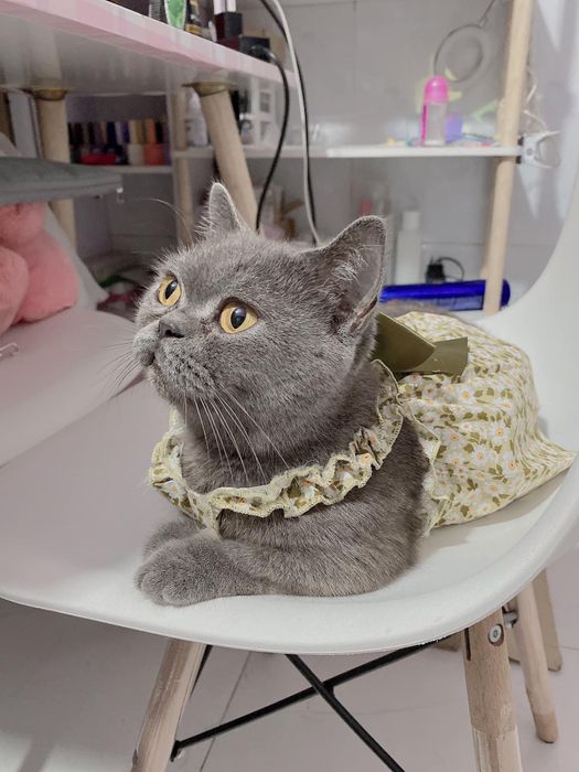 Hình ảnh Bệnh Viện Thú Y THÁI HƯNG (PH vet) 2