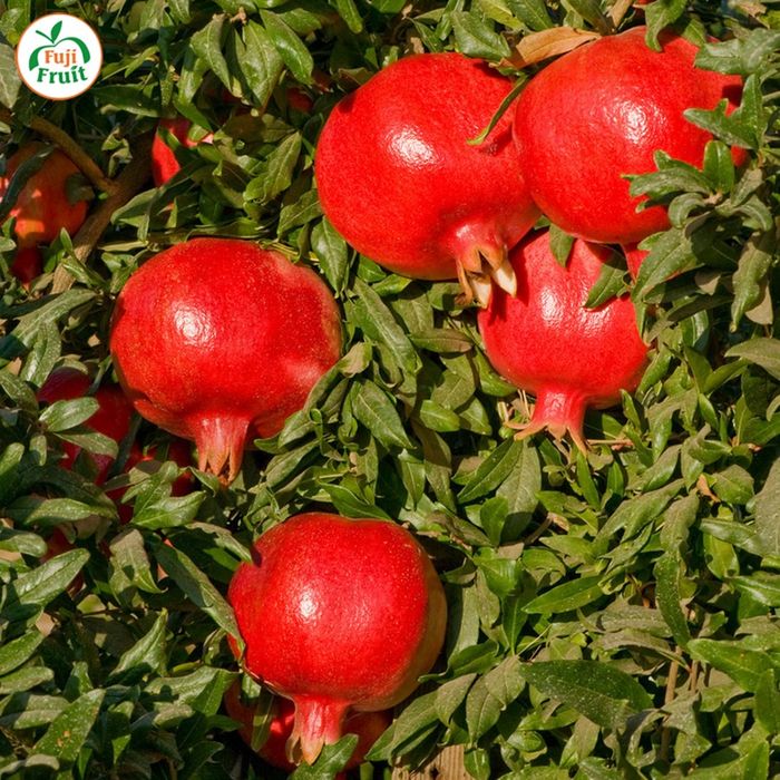 Hình ảnh Hoa Quả Sạch Fuji 2