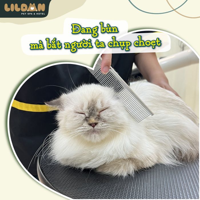 Hình ảnh 1 của Lildan Pet Spa & Hotel