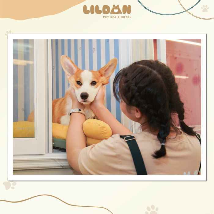 Hình ảnh 3 của Lildan Pet Spa & Hotel