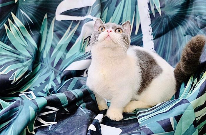 Hình ảnh RinRin Petcare 2