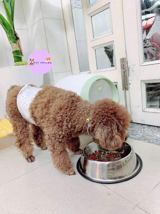 Hình ảnh Khách Sạn Thú Cưng Pet Friend 3