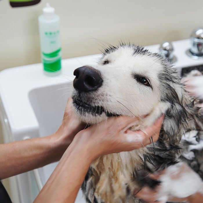 Hình ảnh 2 của Lildan Pet Spa & Hotel
