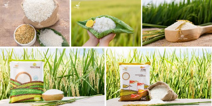 Hình ảnh Thái Bình Seed 2