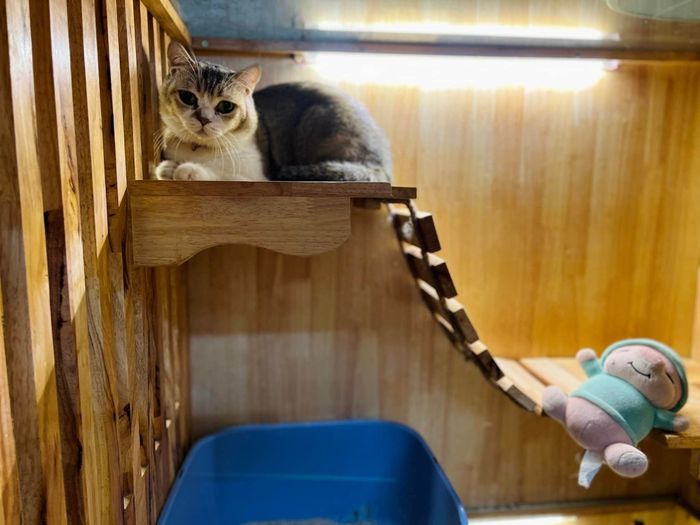 Hình ảnh Onee’s Pet 2