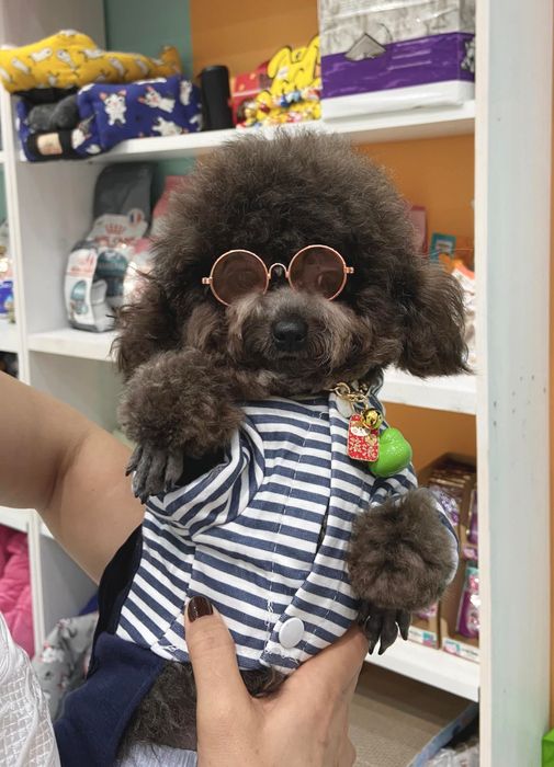 Hình ảnh Homies Pet Care 2
