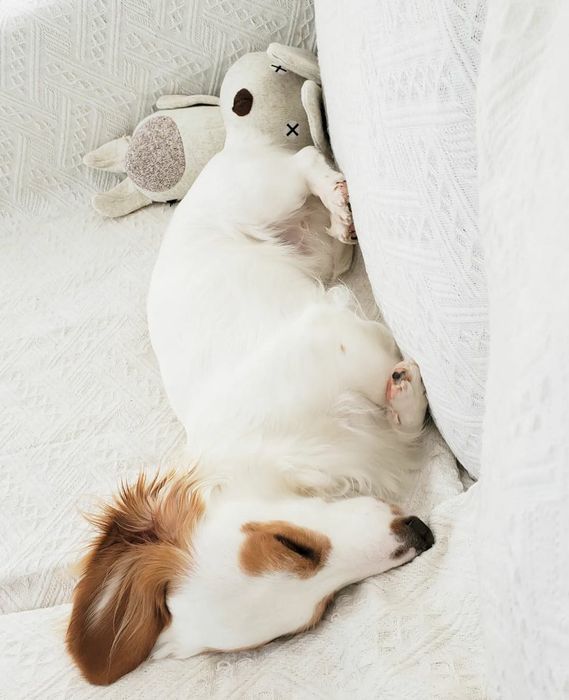 Hình ảnh Khách Sạn Thú Cưng Pet Friend 1