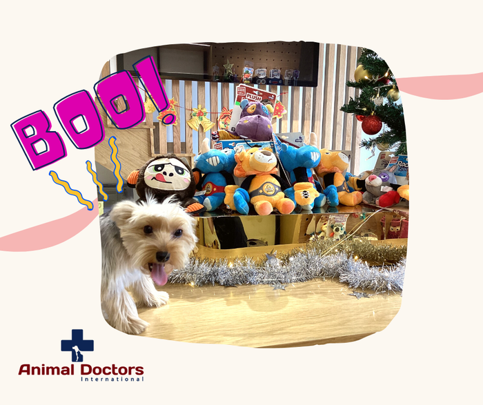 Hình ảnh Animal Doctors International 1