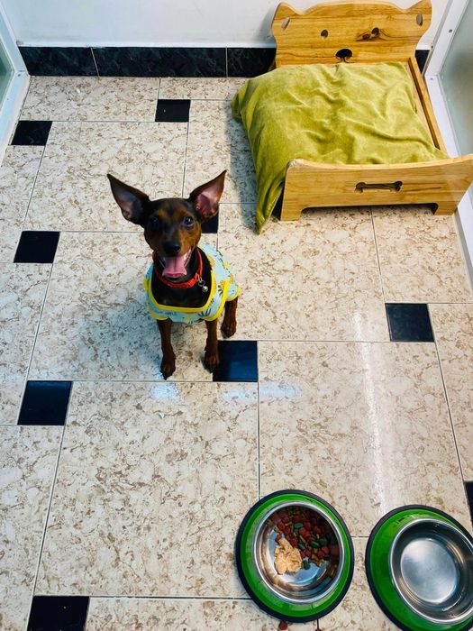 Hình ảnh Onee’s Pet 1