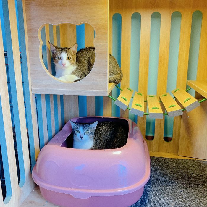 Hình ảnh của Okyo Pet House 1