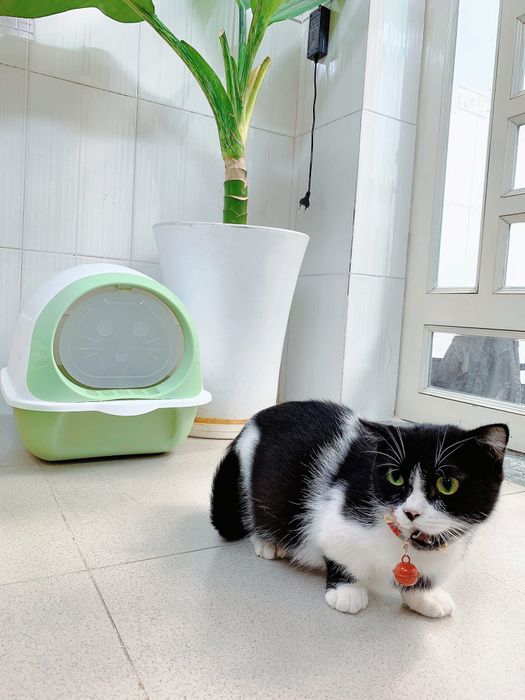 Hình ảnh Khách Sạn Thú Cưng Pet Friend 2