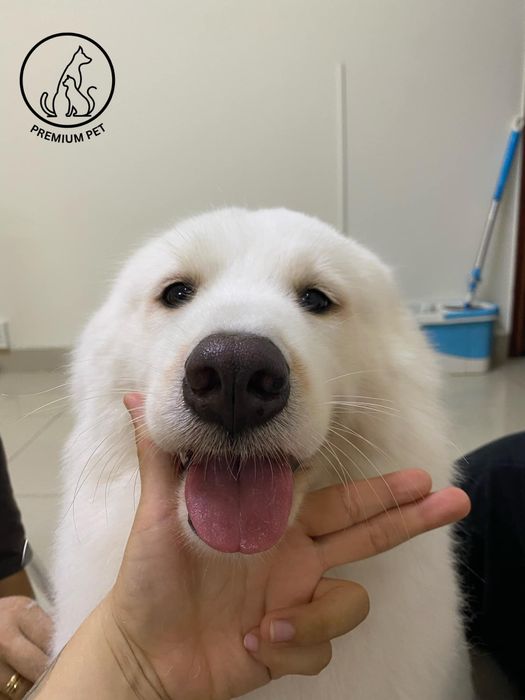 Hình ảnh Premium Pet 1