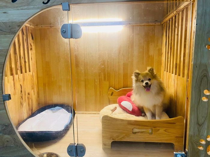 Hình ảnh của Onee’s Pet 3