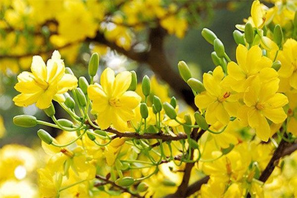 Hình ảnh truyền thuyết hoa mai vàng miền Nam 1