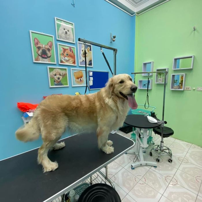 Ảnh của TiHi Pet Shop - Spa & Khách Sạn Thú Cưng 2