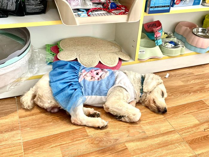 Hình ảnh Nhà Pet Okyo 2
