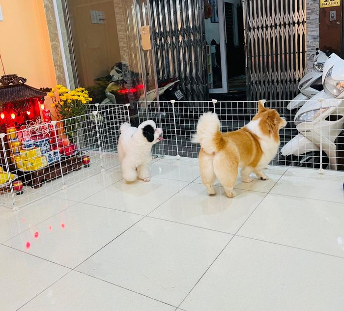 Hình ảnh Chun & Pet 2