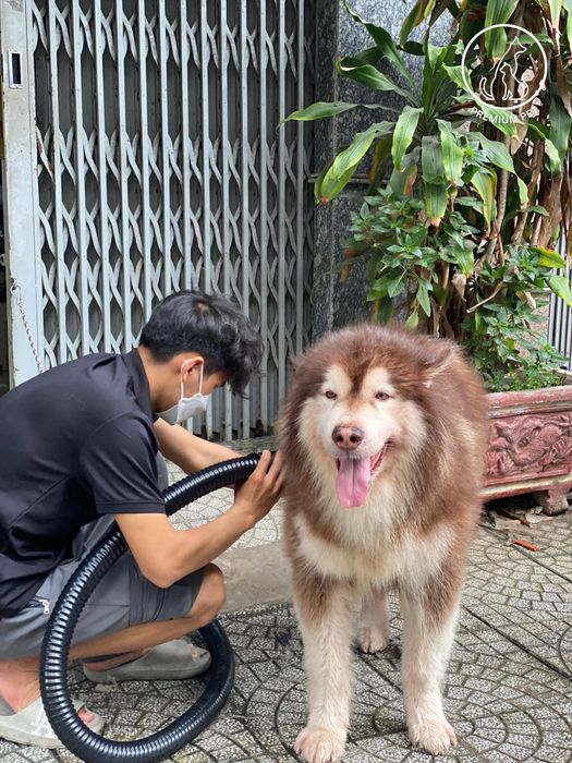 Hình ảnh Premium Pet 3